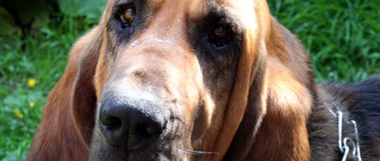 chien de Saint-Hubert